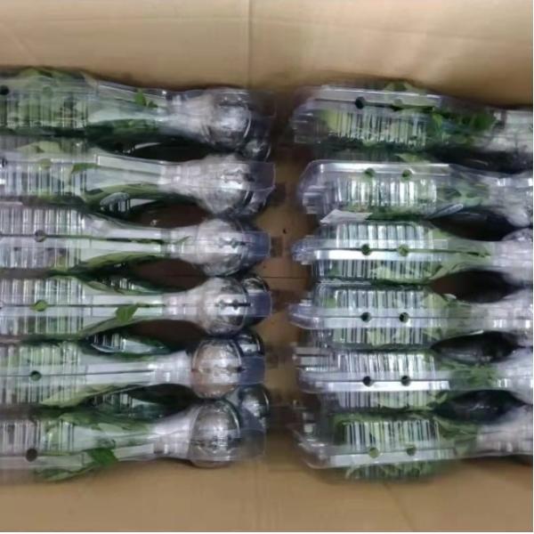 Customized blister clear pet PVC plastic plant clamshell packaging Nursery transportation folding box packaging