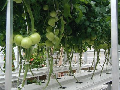 High Output Tomato Plant Greenhouse Plastic Film Cover Material 0.12 / 0.15 / 0.20mm