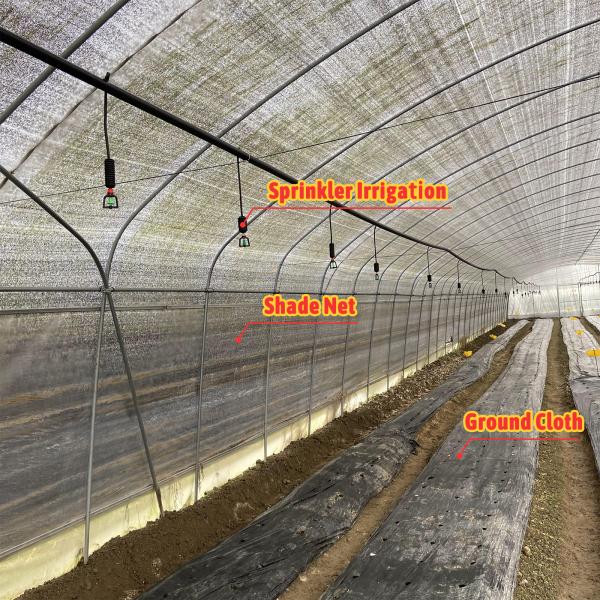 Mushroom Growing Black White PEP Mushroom Farm Greenhouse Agricultural Greenhouse