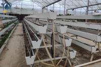 Las plantas de cultivo de fresas agrícolas modernas