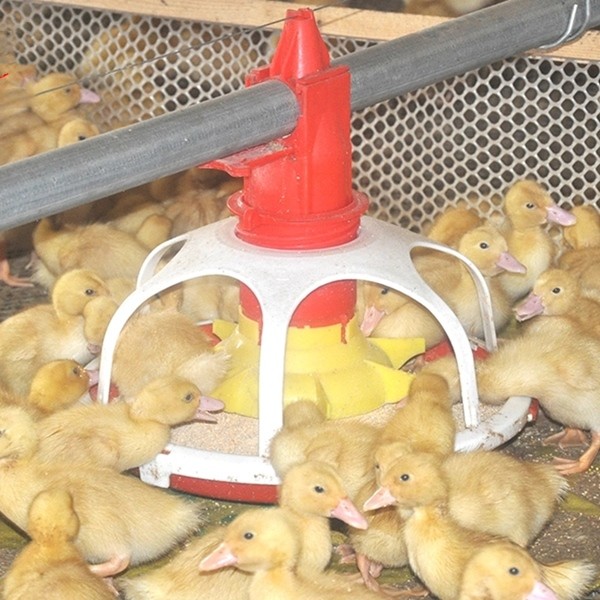 Duck Groose Food 45mm Poultry Feeding Tray