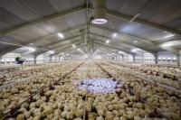 Closed Type Steel Structure Poultry House Eco Controlled Commercial Chicken Poultry House
