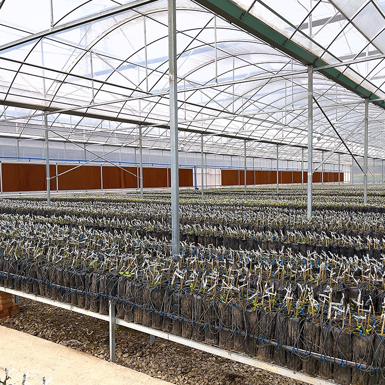 Парник анти- тоннеля пяди насекомого чистого Multi Hydroponic пластиковый для овоща