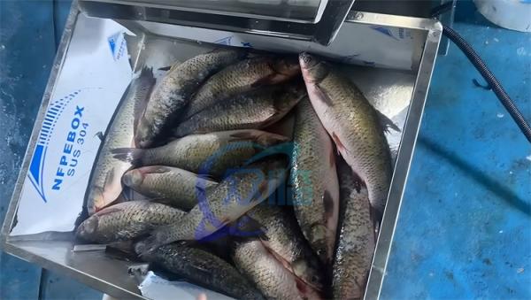 Máquina automática elétrica de remoção de escamas de peixe de tipo tambor Equipamento de processamento de frutos do mar de aço inoxidável