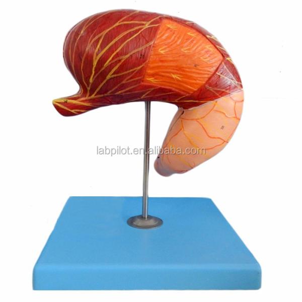 Advanced PVC Human Stomach Section Model for Digestive System Professional Education