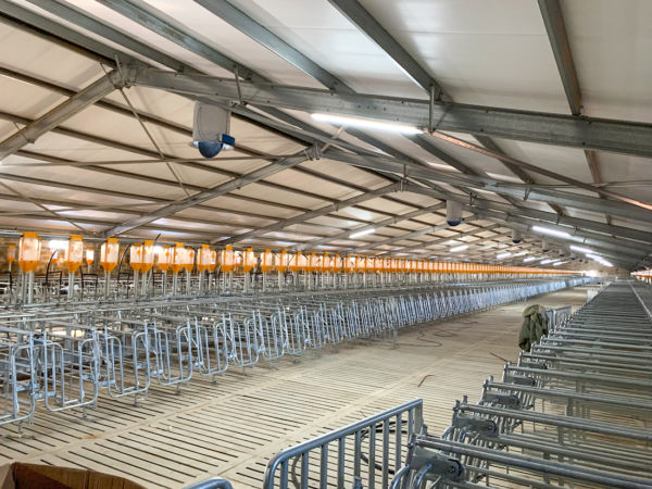 Покрашенные изготовленные коровьи сараи Стальная конструкция Конструкция для конюшен