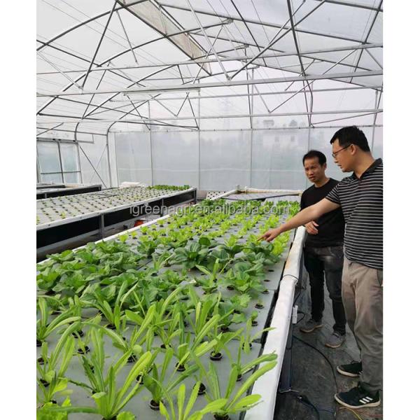 Film Covered Greenhouse Hydroponics System Agricultural DWC Hydroponics System