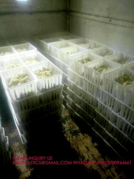 sustainable white chicken cage 680*490*160mm Virgin PP Transportation Chicken Cage