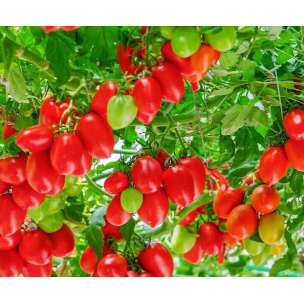 Organic Fertilizer Soybean Meals Soy Protein 95% Nitrogen Fertilizer