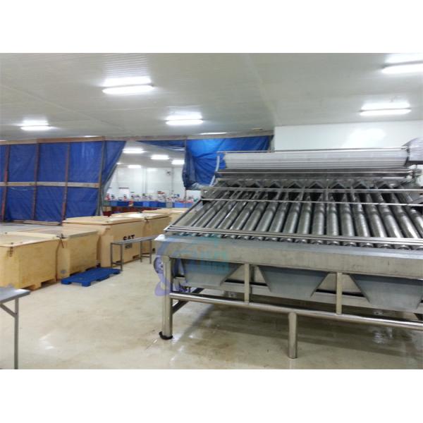 Прочный 4,9КВт креветочный классификатор автоматический для креветок размера