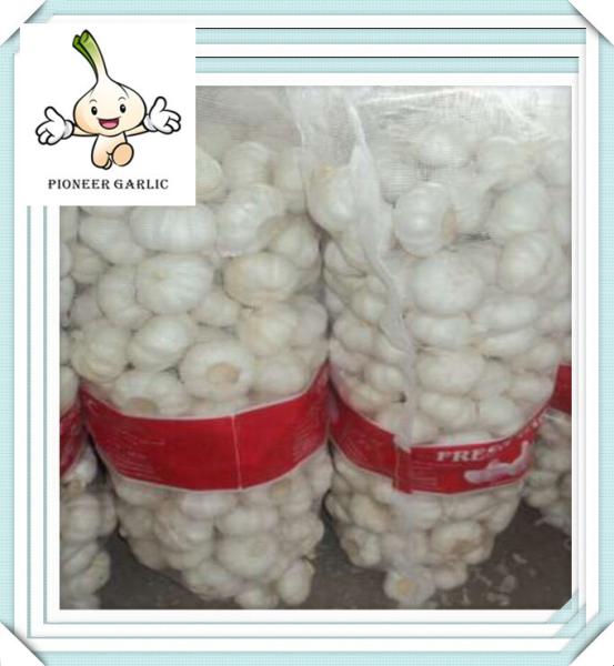 Cheap Price Garlic Fresh China Garlic For Wholesale new style 2016