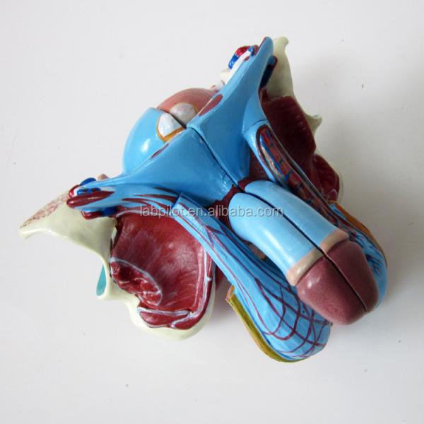 Female Pelvic Cavity Model Muscles Vessels and Nerves for Medical Demonstration ' Choice