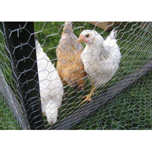 Galvanized Hexagonal Wire Mesh , Chicken Wire Fencing For Poultry Farming