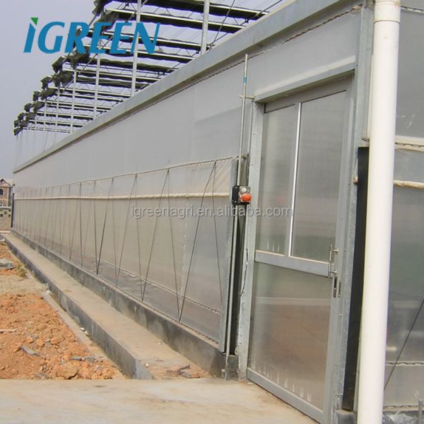 Large Multi-Span PE Film Greenhouse with Single Layer for Hydroponic Tomato Plant Growth