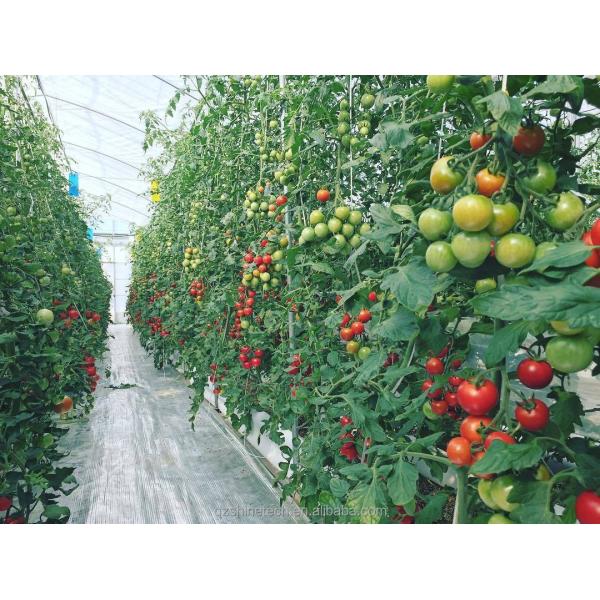 Passive Solar Greenhouse Canadian Market Warm Greenhouse for Commercial Agriculture