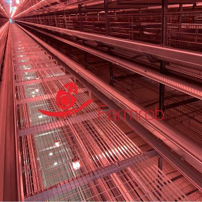 Consumer-Friendly Layer Chicken Cage System Highly Effective Manure Clearance