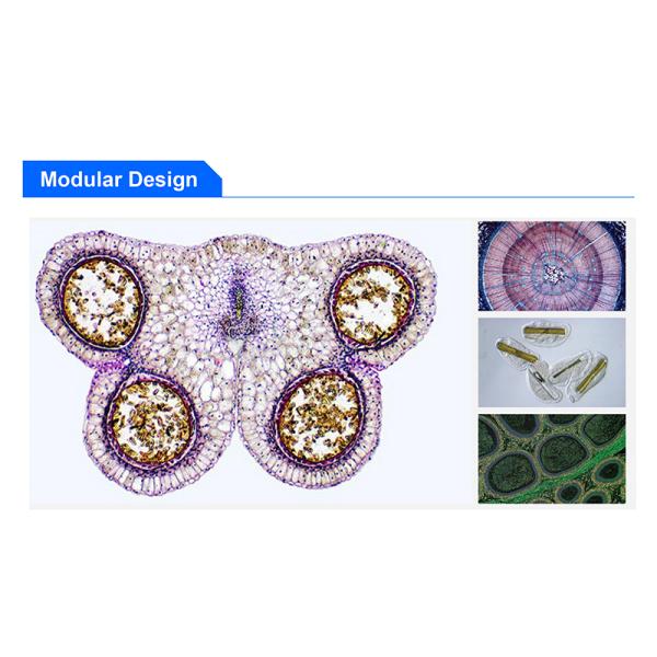 OPTO EDU A14.1096 Laboratory 22mm Inverted Fluorescence Microscope