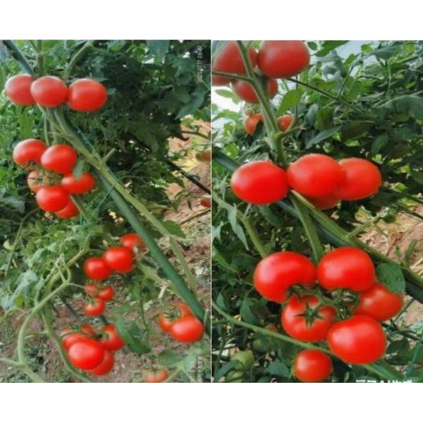 Fertilizante de micronutrientes quelado con aminoácidos para la calidad de las frutas