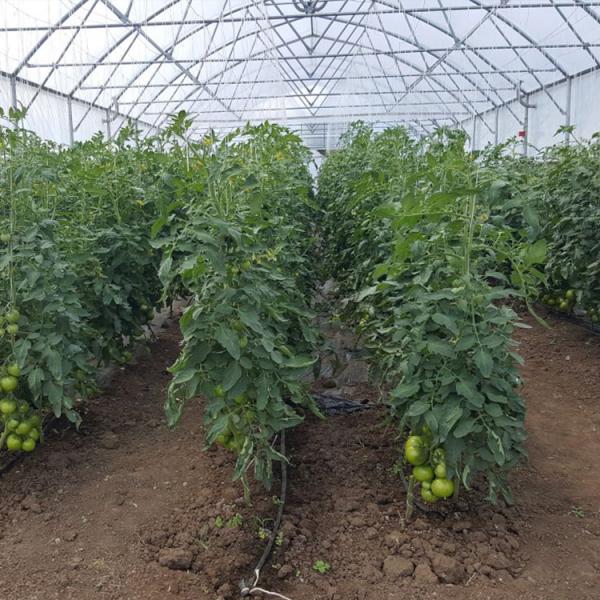 Simplest Structure Hot Dip Galvanized Steel 4m Tunnel Plastic Greenhouse For Plants Growing