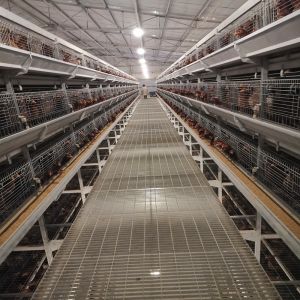 сельское хозяйство птицы клетки батареи слоя цыпленка 4Tier, оборудование сельского хозяйства птицы SGS 192 птиц