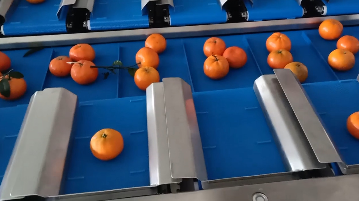 40BPM 10 весить ленточного транспортера Tangerine Weigher Multihead плода головы головы 14 оранжевый