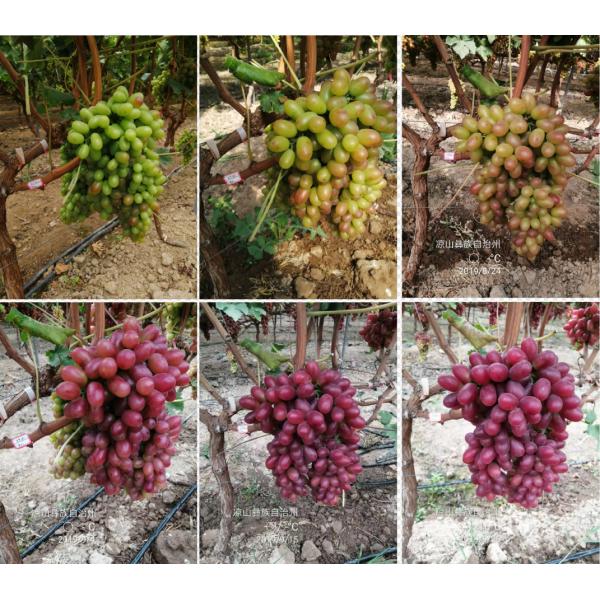 Amino Acid Liquid Fertilizer Include Potassium Phenylalanine For Fruits Ripening