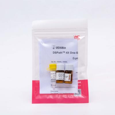 Lyophilized One Step RT PCR Master Mix DSPath 4X