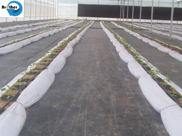 Woven Agriculture Fabric PP Ground Cover / UV Treated Durable Weed Barrier Grass Control Fabric