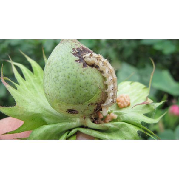 Pesticida milagroso HaNPV mata el tabaco Helicoverpa Assulta algodón Insecticida profesional
