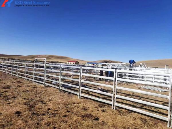 Easy Install Metal Cattle Shed Onsite Installation Steel Animal Husbandry Equipment