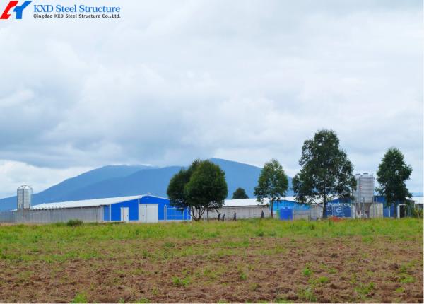Galvanized Steel Poultry Shed for Large-Scale Chicken Farming