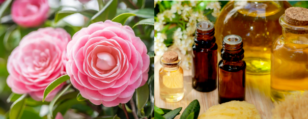 Camellia Fragrance  Oil For Shampoo and Soap Making /Production with High-Surfactant Stability, IFRA Compliance ，Body Wash Fragrance