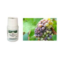 Agents microbiens Fungicide CY30 Bactéricide Améliorer la flore du sol Prévenir la pourriture des racines Augmenter le rendement