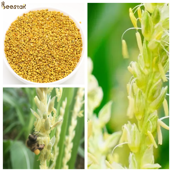 Цветок кукурузы смешанный сырой пчелиной пыльцы большие гранулы сырой пчелиный продукт
