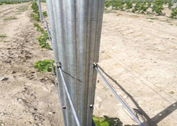 Orchard Plantations Metal Grape Vine Trellis Posts High Strength Eco Friendly