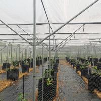 No Welding Insect Proof Heavy Duty Greenhouse Metal Frame Greenhouse