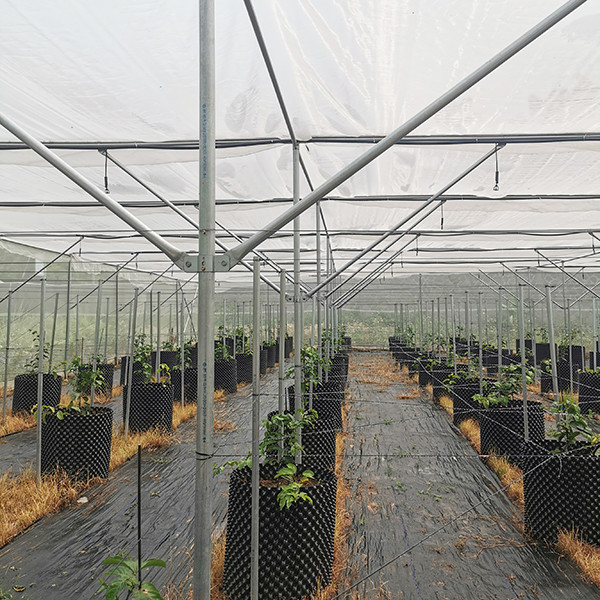 Sin soldadura Insecto Proof Invernadero de trabajo pesado Invernadero de marco metálico