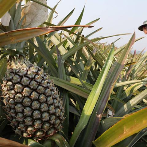 2400GDU Blanc Bromélaïne Enzyme de l'ananas Poudre de qualité alimentaire de qualité pharmaceutique