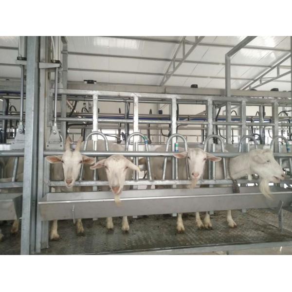 380v 7.5kw Herringbone Milking Parlor for goat farm