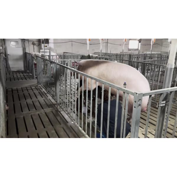 Animal Farming Galvanized Steel Boar Stall SUS 304