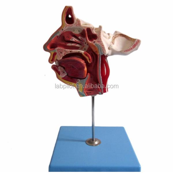 Human Life Size Head and Face Anatomy Model for Patients Care Demonstration