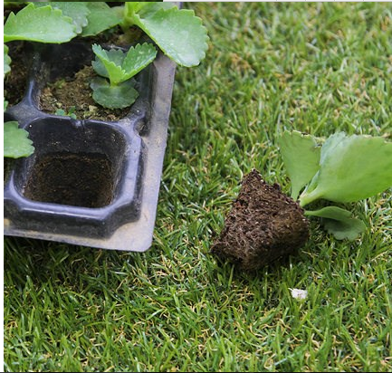 wholesale hydroponic seed propagation plastic growing tray