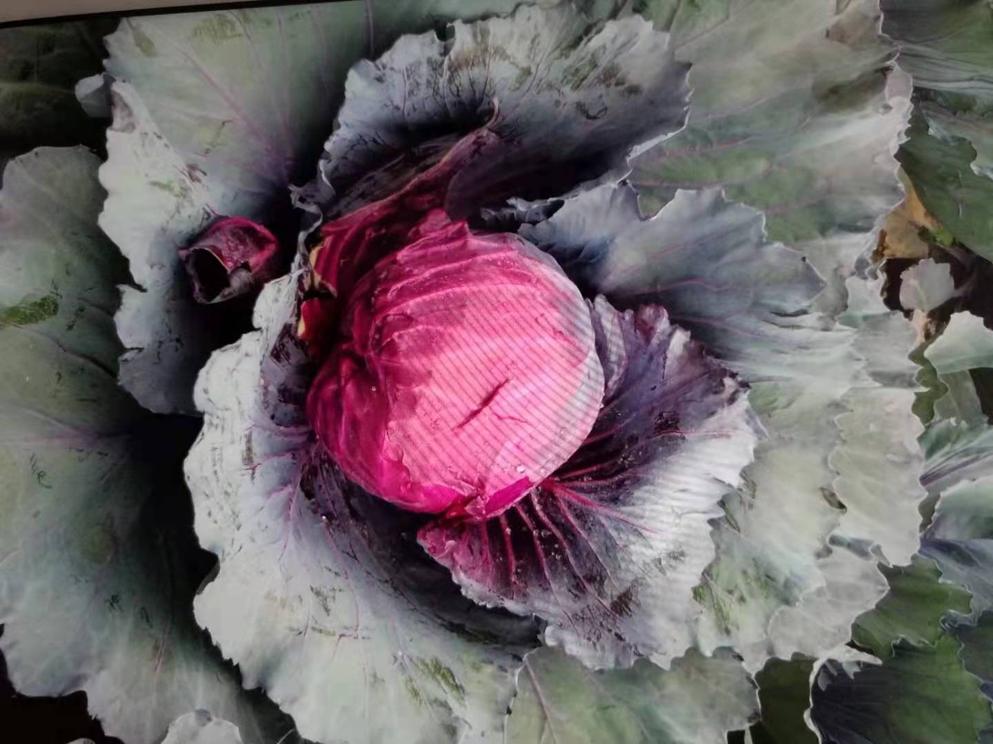 Zizuan High Yield Hybrid Purple Cabbage Seeds Bulk Cabbage Vegetable Seeds C07