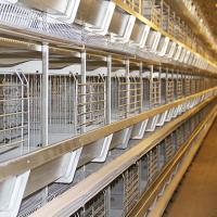 Equipamento de alimentação da galinha automática durável, bateria Hen Cage With Drinking System da galinha