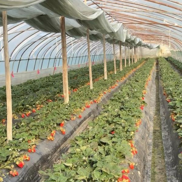 Chinese Origin Single-Span Arches Greenhouse US Currency for Commercial Applications