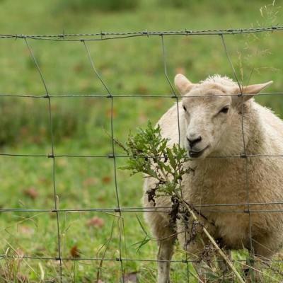 Fixed Knot Veld Span Galvanized Farm Field Fence Goat Wire Mesh Fence BWG8-24