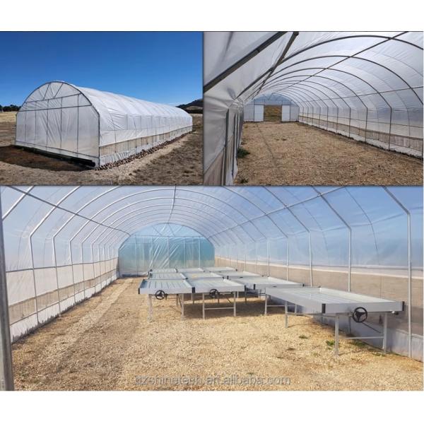 6m-10m Width Galvanized Steel Frame Single Span PE Film Greenhouse for Tomato