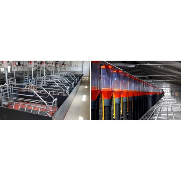 Construcción Estructura prefabricada de acero Granja de cerdos Casa de granja / Estructura de acero Granja de vacas