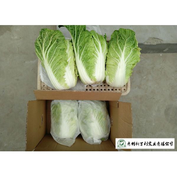 Japan Standard Fresh Chinese Cabbage No Pesticide Residue Apply To Supermarket