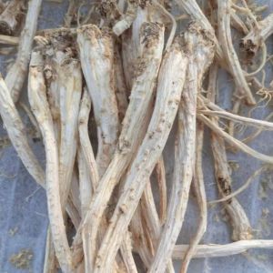 Racine de Platycodon Grandiflorus biologique, herbes médicinales traditionnelles chinoises naturelles